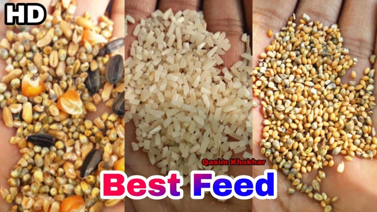 poultry feed formulation methods